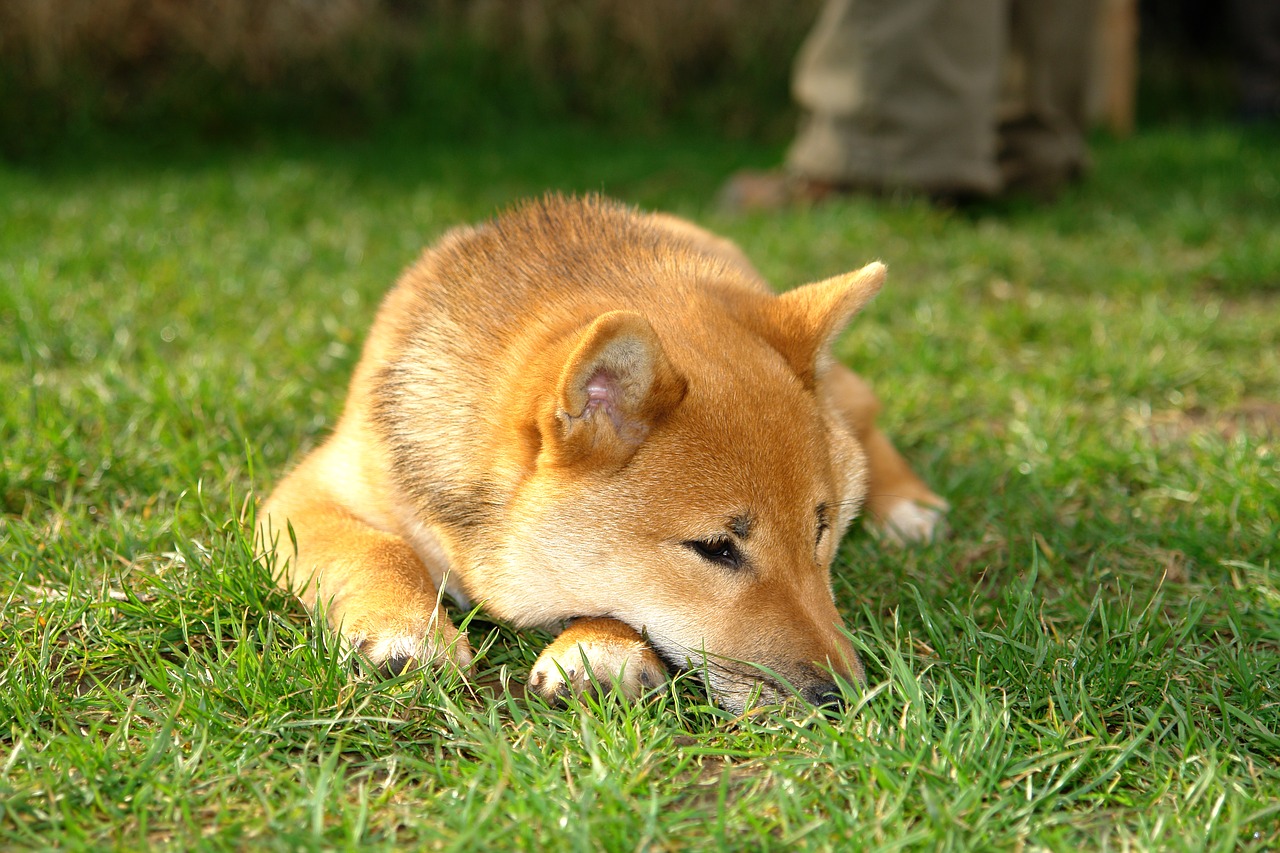 Dikkat: Analistler, DOGE ve SHIB’te Bu Dipleri Bekliyor!