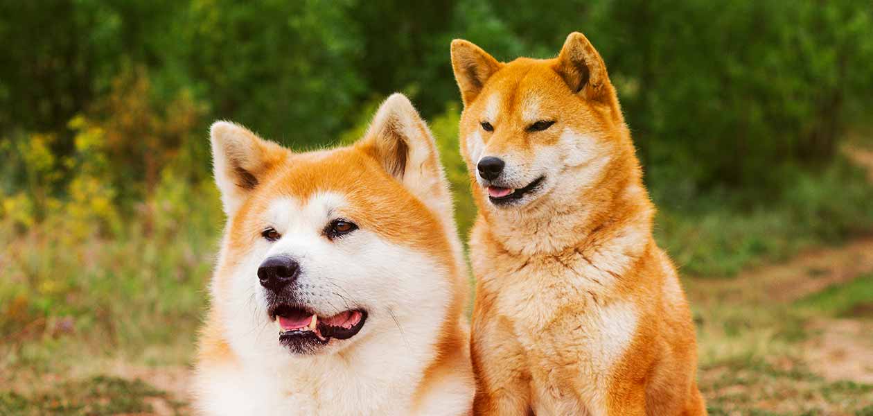 DOGE ve SHIB Tahmini: Şimdi Bu Seviyeler Bekleniyor!