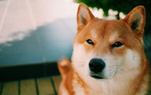 Dogecoin’in Kısa Tarihi: Bakın DOGE’de Sırada Ne Var!