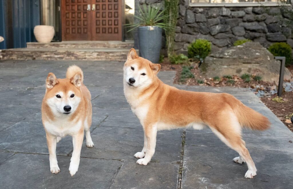 Son 24 Saatte En Çok Artış Gösteren İlk 2 Kripto Para Birimi Dogecoin (DOGE) ve Shiba Inu (SHIB) Oldu!