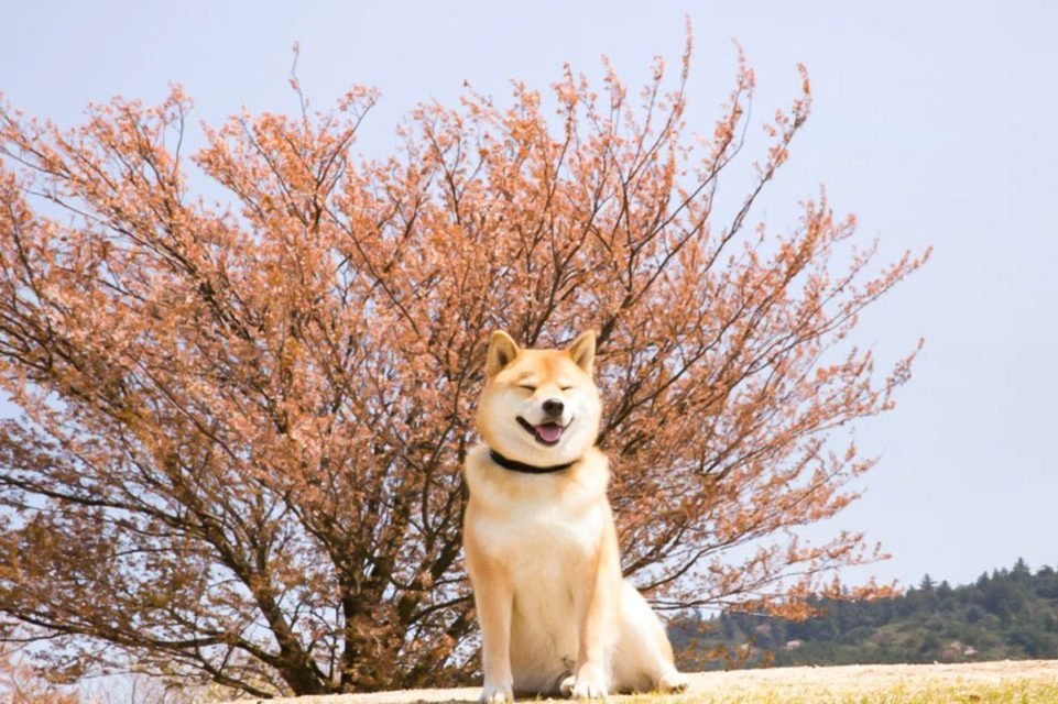 shiba 1