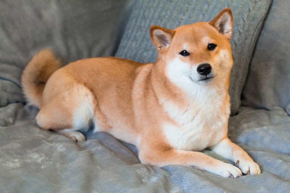 shiba