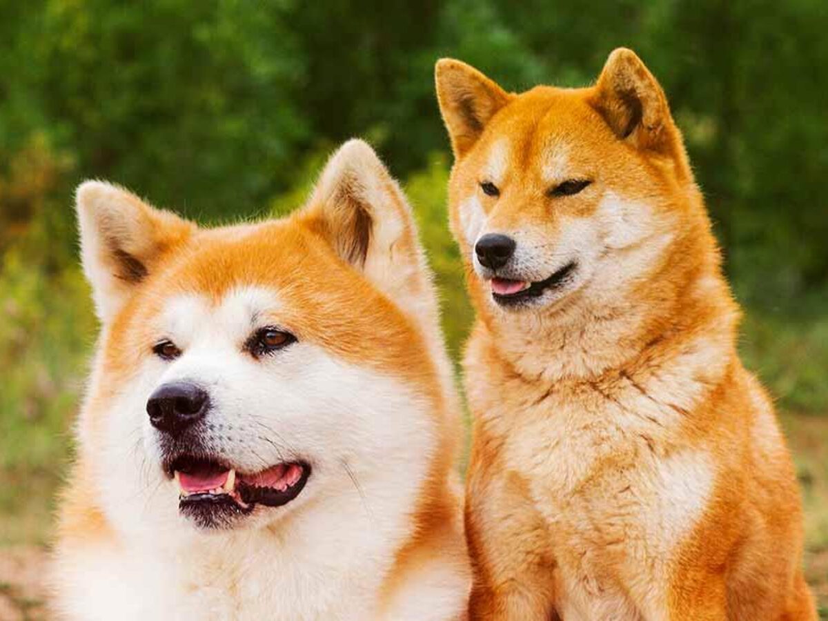 DOGE ve SHIB: İşte Seviyeler, Grafikler ve Beklentiler!