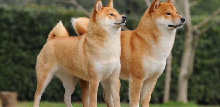 2 Analist, SHIB ve DOGE’nin Sıradaki Adımını Açıkladı!