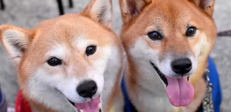 2 Meme Coin El Sıkıştı: Dogecoin’den SHIB’e Destek!