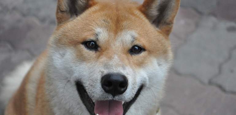 Analist, DOGE İçin 1 Dolarlık Hedef Koydu! Peki Ne Zaman?