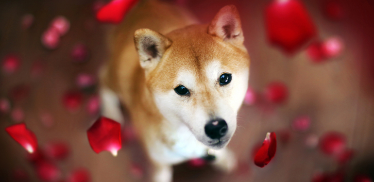 Analist Uyardı: SHIB Fiyatı, Bu Seviyelere Düşebilir!