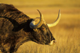 Analistten Altcoin ve BTC Tahminleri: Gelecek 6 Ay İçinde Mega Koşu!