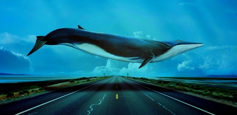 balinalar-bu-altcoin-i-stoklamaya-basladi-4-yilin-zirvesini-gordu - Crypto Turkey Balinalar Bu Altcoin’i Stoklamaya Başladı: 4 Yılın Zirvesini Gördü!