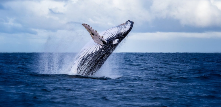 balinalar-yuklu-miktarda-ethereum-eth-transferi-yapti - Crypto Turkey Balinalar Yüklü Miktarda Ethereum (ETH) Transferi Yaptı