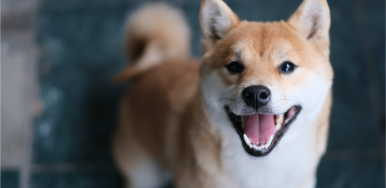 Bu Meme Coin, Coinbase’in Yıldızı Oldu: ATH’yi Gördü!