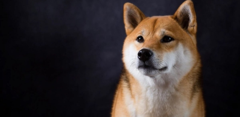 buyuk-bir-balina-dususu-firsat-bilerek-shiba-inu-shib-alimi-yapti - Crypto Turkey Büyük Bir Balina, Düşüşü Fırsat Bilerek Shiba Inu (SHIB) Alımı Yaptı