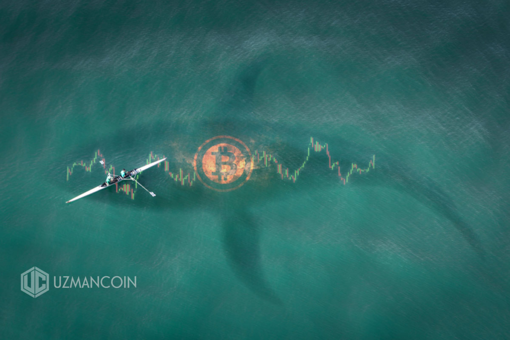 Büyük ‘Bitcoin balınaları’nın sayısı gittikçe azalıyor: 2012 seviyesine geldi