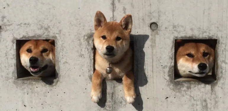 david-gokhshtein-doge-shib-ve-floki-deki-devasa-yukselise-dikkat-cekti - Crypto Turkey David Gokhshtein DOGE, SHIB ve FLOKI’deki Devasa Yükselişe Dikkat Çekti