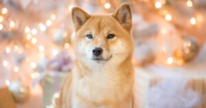 DOGE Milyonerinden Çağrı: SHIB Kârlarınızı Bu Coin’e Taşıyın!