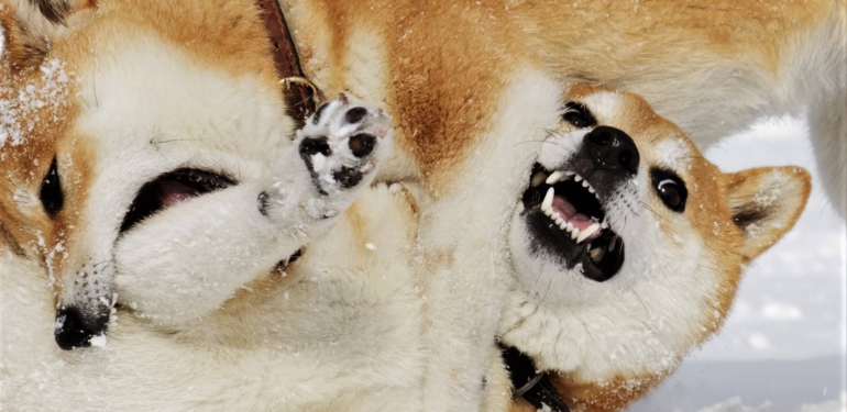 dogecoin-milyoneri-ve-3-analistten-doge-ve-shib-tahminleri - Crypto Turkey Dogecoin Milyoneri ve 3 Analistten DOGE ve SHIB Tahminleri