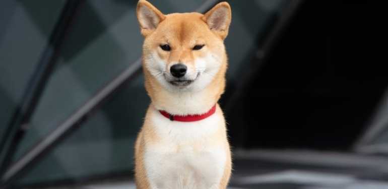 fenomen-coin-ler-londra-metrosuna-indi-floki-inu-alin - Crypto Turkey Fenomen coin’ler Londra metrosuna indi: Floki Inu alın!