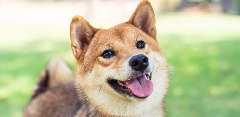 kripto-uzmani-5-meme-coin-i-siraladi-en-basarililari-bunlar - Crypto Turkey Kripto Uzmanı, 5 Meme Coin’i Sıraladı: En Başarılıları Bunlar!