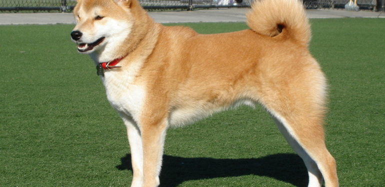 profesyonel-analistten-shib-doge-ve-meme-coin-yorumlari - Crypto Turkey Profesyonel Analistten SHIB, DOGE ve Meme Coin Yorumları!