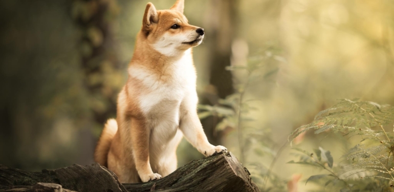 santiment-bu-doge-klonu-meme-coin-cilgin-bir-zirvede - Crypto Turkey Santiment: Bu DOGE Klonu Meme Coin, Çılgın Bir Zirvede!