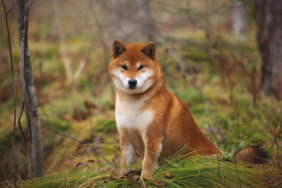 Santiment Gözleri SHIB ve Bu 2 Coin’e Çevirdi: İzlemelisiniz!