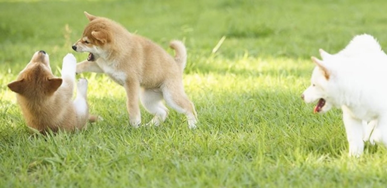 SHIB Yakında DOGE’yi Geçecek Mi? İşte Yorumlar