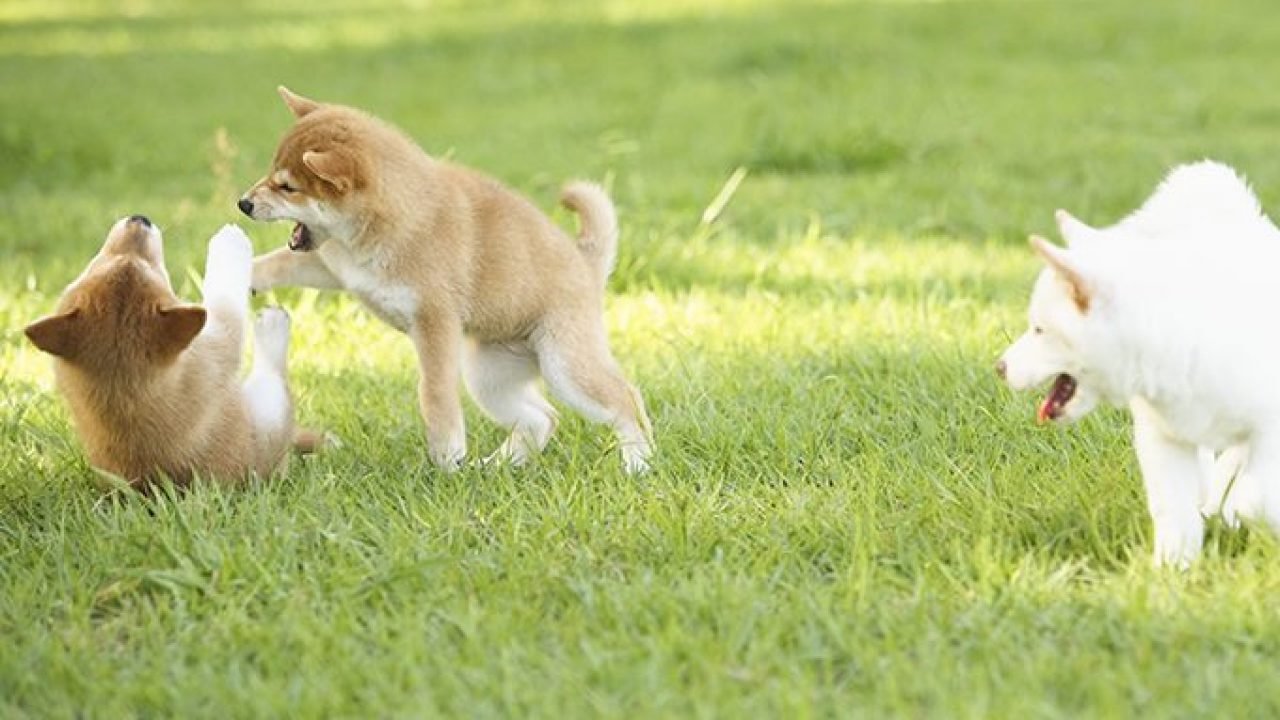 SHIB Yakında DOGE’yi Geçecek Mi? İşte Yorumlar