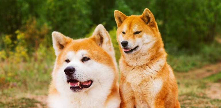 shiba-inu-shib-10-gunde-yaklasik-40-000-yeni-adres-kazandi - Crypto Turkey Shiba Inu (SHIB) 10 Günde Yaklaşık 40.000 Yeni Adres Kazandı