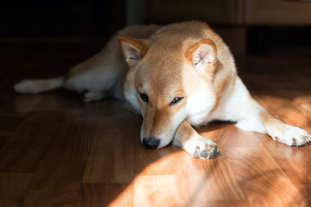 Shiba Inu (SHIB), 11. Sıraya Yükselerek Dogecoin’in (DOGE) Hemen Arkasına Yerleşti