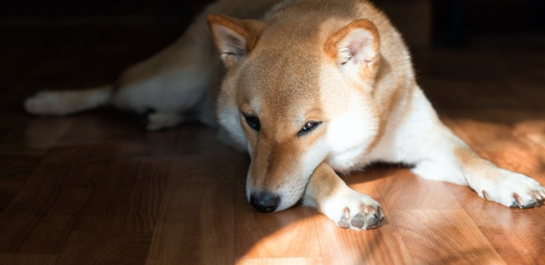 Shiba Inu (SHIB), 11. Sıraya Yükselerek Dogecoin’in (DOGE) Hemen Arkasına Yerleşti