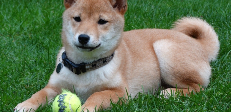 shiba-inu-shib-arjantin-merkezli-emlak-ajansi-tarafindan-kabul-edildi - Crypto Turkey Shiba Inu (SHIB), Arjantin Merkezli Emlak Ajansı Tarafından Kabul Edildi