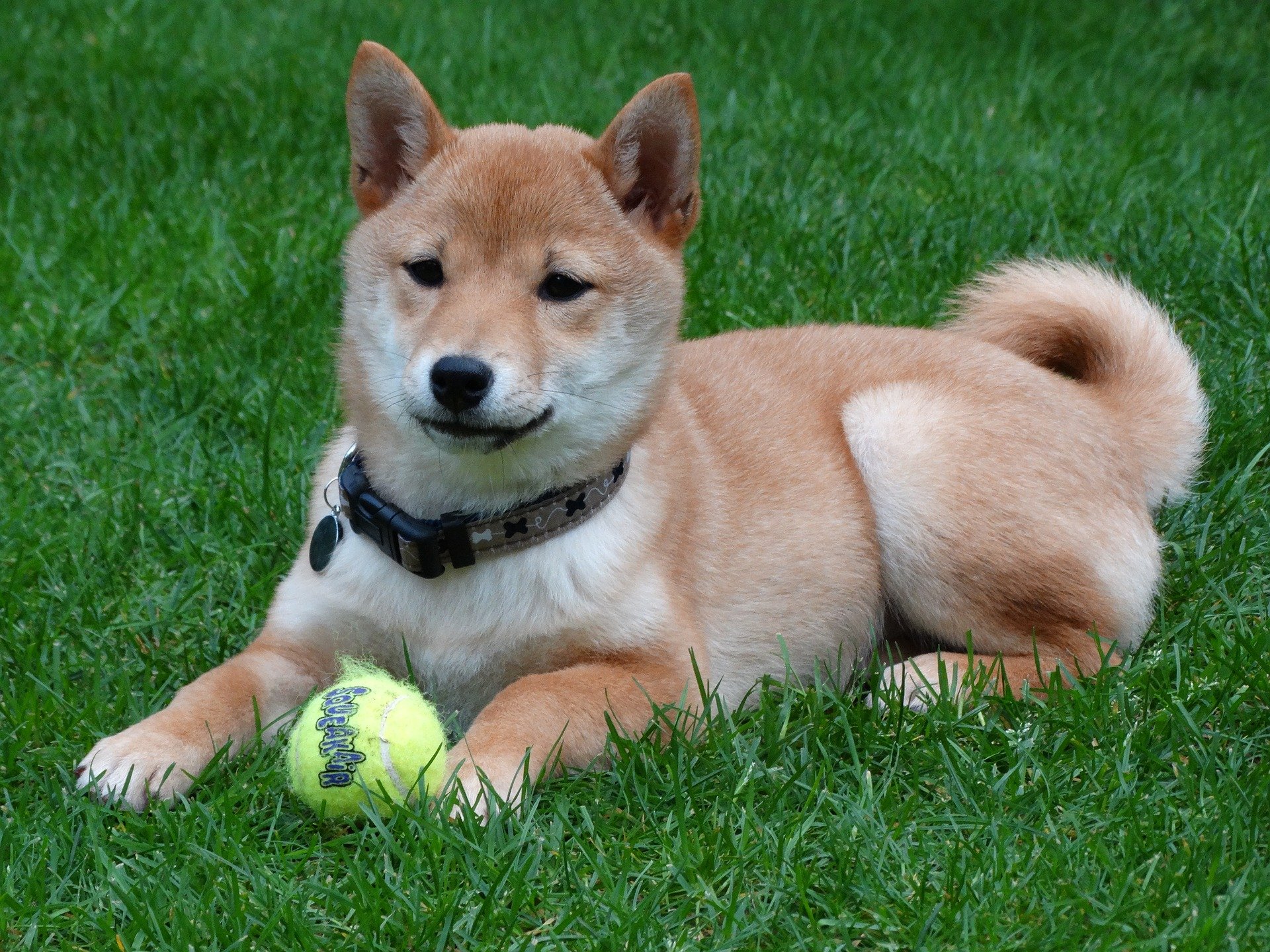 Shiba Inu (SHIB), Arjantin Merkezli Emlak Ajansı Tarafından Kabul Edildi