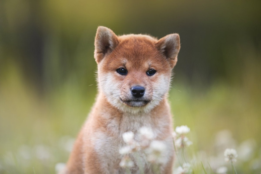 Shiba Inu (SHIB), Düşüşe Geçti