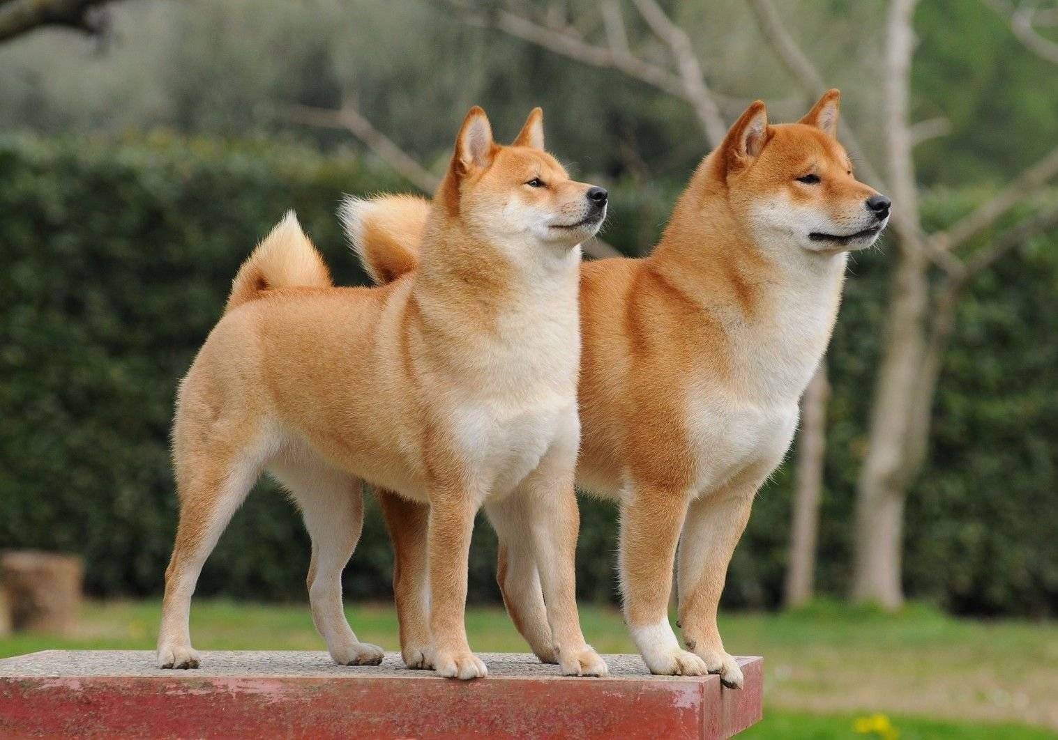 Shiba Inu (SHIB), En İyi 10 Kripto Listesine Girdi