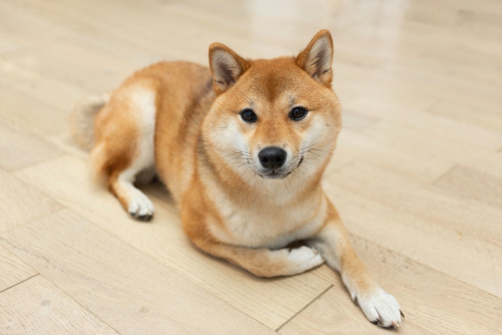 Shiba Inu (SHIB), Piyasa Değeri Bakımından Litecoin (LTC), Chainlink (LINK) ve Bitcoin Cash’i (BCH) Aştı