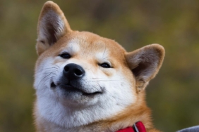 Shiba Inu (SHIB), Robinhood’un Rakibi Tarafından Listelendi