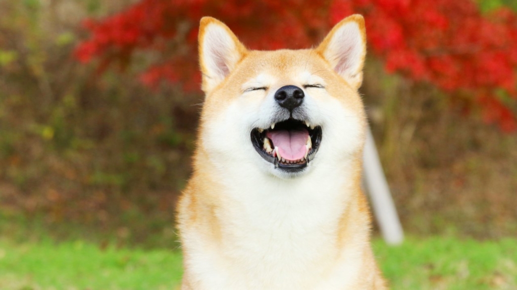 Shiba Inu (SHIB) Son 24 Saatte Yaklaşık %40 Oranında Yükseldi!