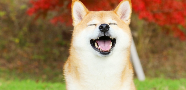 shiba-inu-shib-son-24-saatte-yaklasik-40-oraninda-yukseldi - Crypto Turkey Shiba Inu (SHIB) Son 24 Saatte Yaklaşık %40 Oranında Yükseldi!
