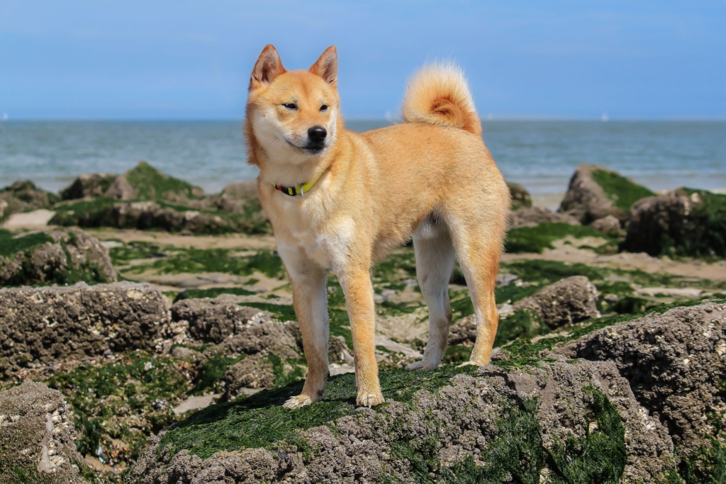 Shiba Inu (SHIB), Twitter’da 1 Milyon Takipçiye Ulaştı