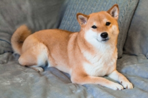 Shiba Inu (SHIB) Yükselirken, Hakkında Atılan Tweet’ler de Çoğaldı
