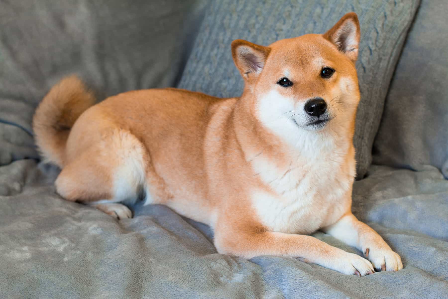 Shiba Inu (SHIB) Yükselirken, Hakkında Atılan Tweet’ler de Çoğaldı