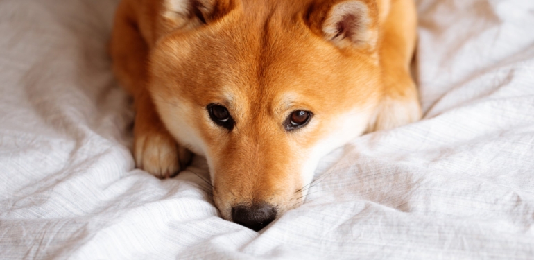 Tahminleri Çıkan Analistten SHIB Uyarısı ve Bitcoin, ETH Seviyeleri!