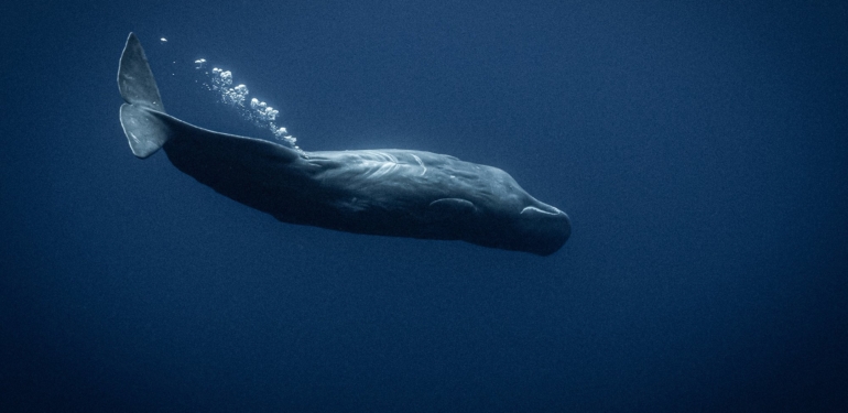 XRP Balinaları, 98,4 Milyon Tokenı Hareket Ettirdi