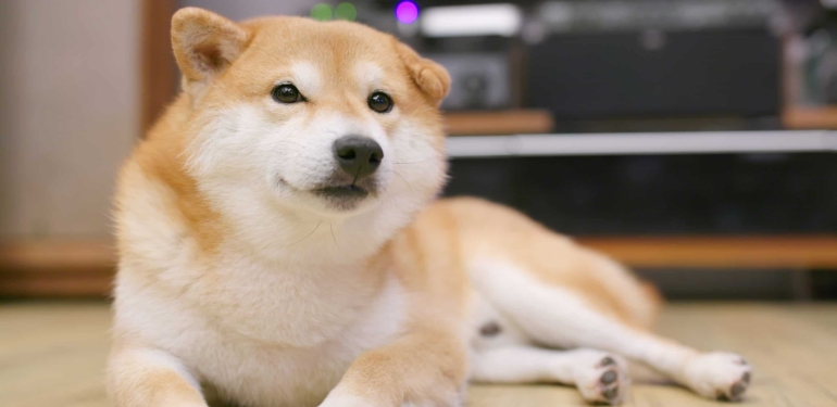 2 Analist Uyardı: Dogecoin Bu Seviyelere Düşebilir!