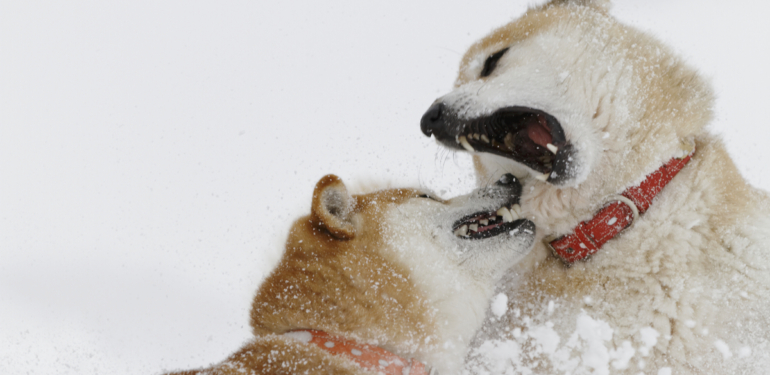 2 Analistten SHIB ve DOGE Tahmini: Bu Seviyeler Bekleniyor!