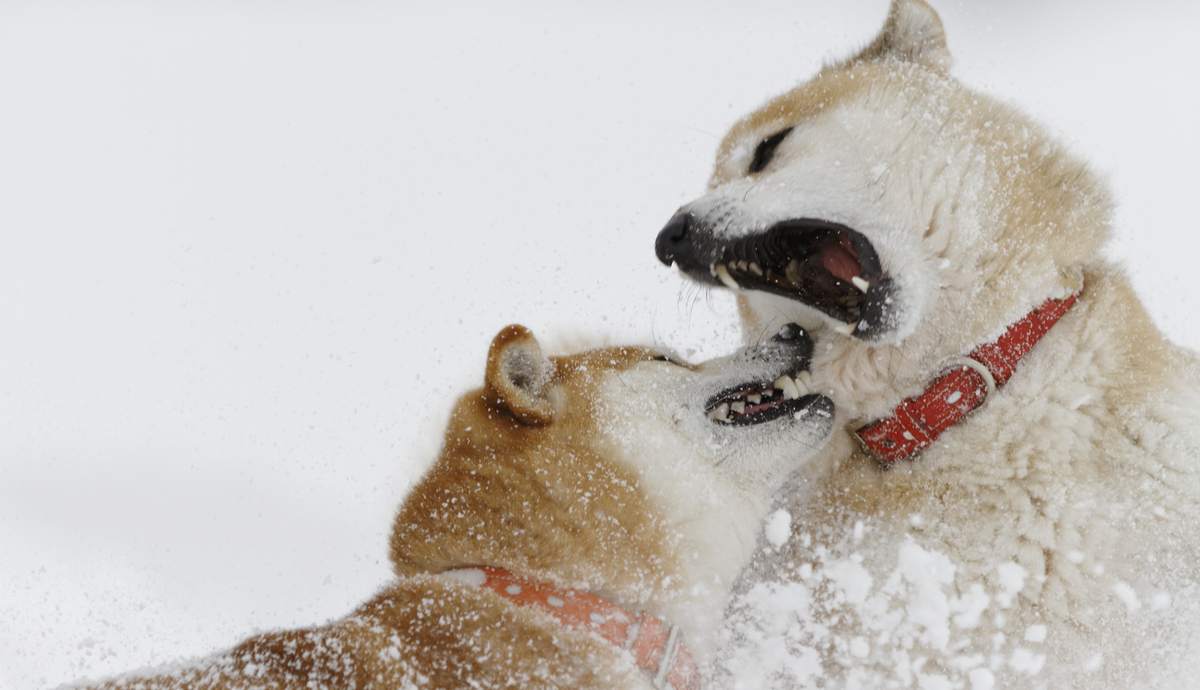 2 Analistten SHIB ve DOGE Tahmini: Bu Seviyeler Bekleniyor!