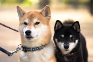 3 Kez Bilen Analistten Shiba Inu ve DOGE İçin Büyük Uyarı!