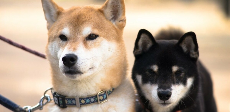 3-kez-bilen-analistten-shiba-inu-ve-doge-icin-buyuk-uyari - Crypto Turkey 3 Kez Bilen Analistten Shiba Inu ve DOGE İçin Büyük Uyarı!