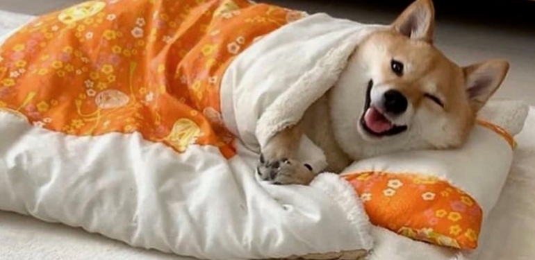 4-dogecoin-metrigi-uyari-veriyor-iste-olacaklar - Crypto Turkey 4 Dogecoin Metriği Uyarı Veriyor: İşte Olacaklar!