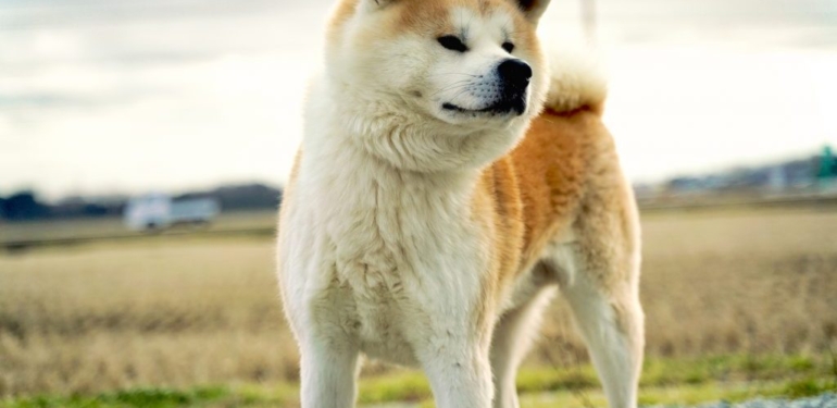 Analist Çıldırdı: Bu 3 Meme Coin’de 100x Bekliyor!